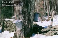 Sap Buckets and Stone Wall